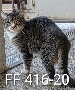 Unnamed Animal – FF 416-20