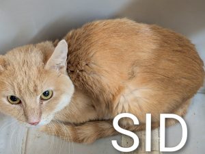 SID