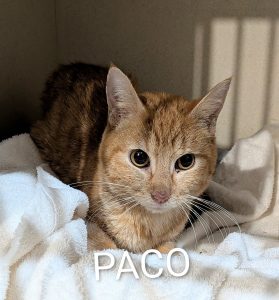PACO