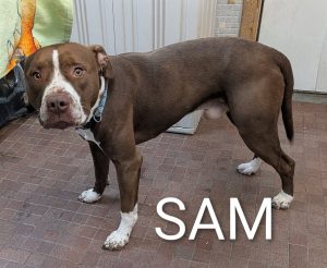 SAM