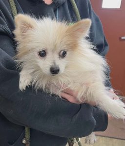 Unnamed Animal – CM 026-26