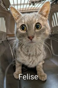 FELISE