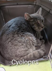 CYCLOPES