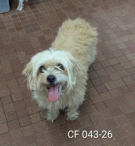 Unnamed Animal – CF 043-26