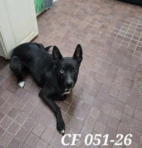 Unnamed Animal – CF 051-26