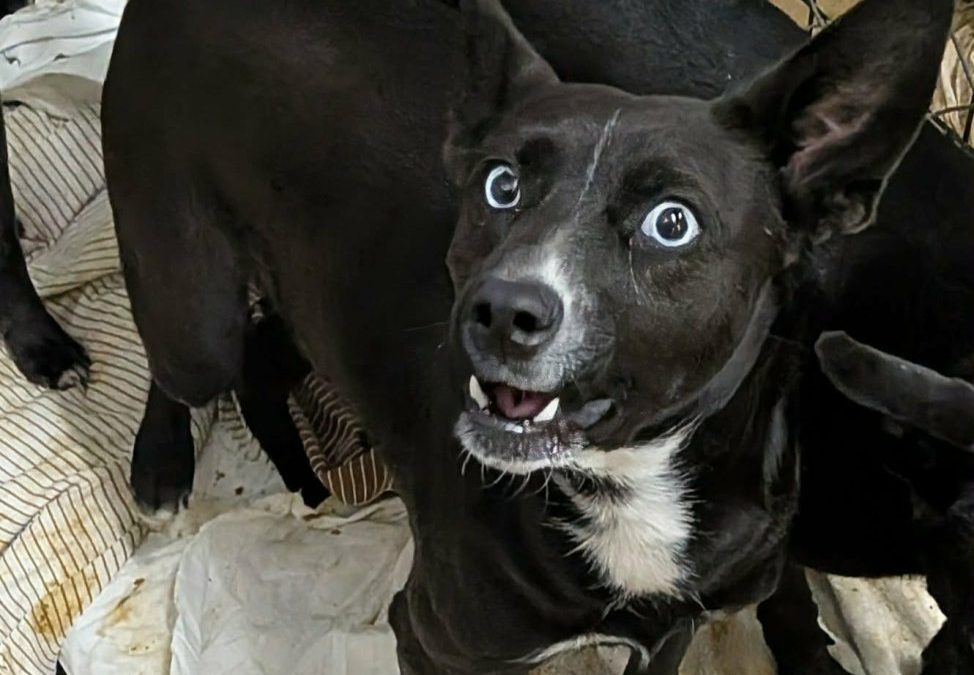 Unnamed Animal – CF 055-26