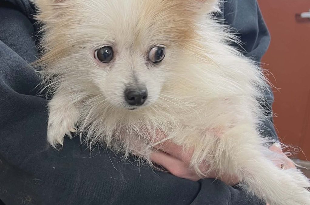 Unnamed Animal – CM 020-26