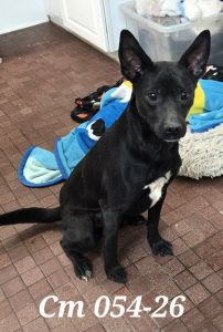 Unnamed Animal – CM 054-26