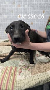 Unnamed Animal – CM 056-26