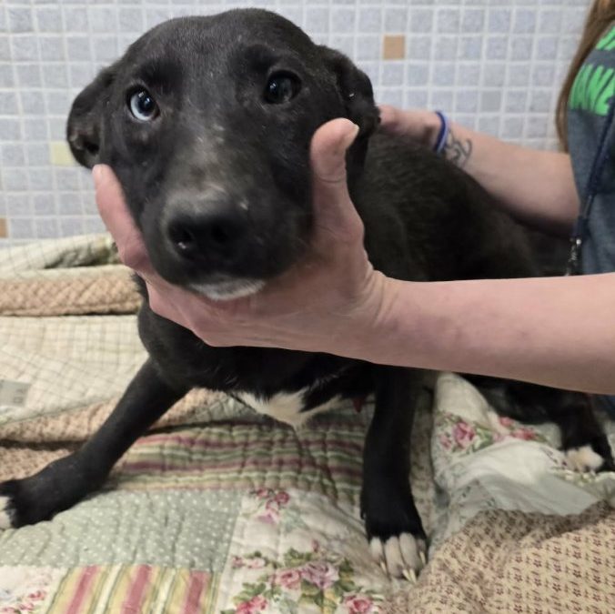 Unnamed Animal – CM 056-26