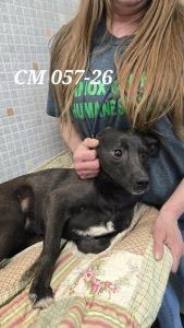 Unnamed Animal – CM 057-26