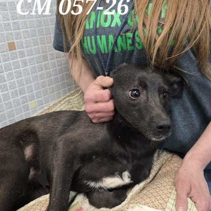 Unnamed Animal – CM 057-26