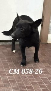 Unnamed Animal – CM 058-26