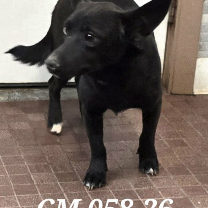 Unnamed Animal – CM 058-26