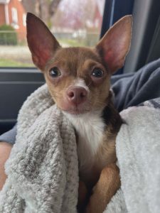 Unnamed Animal – CF 099-26