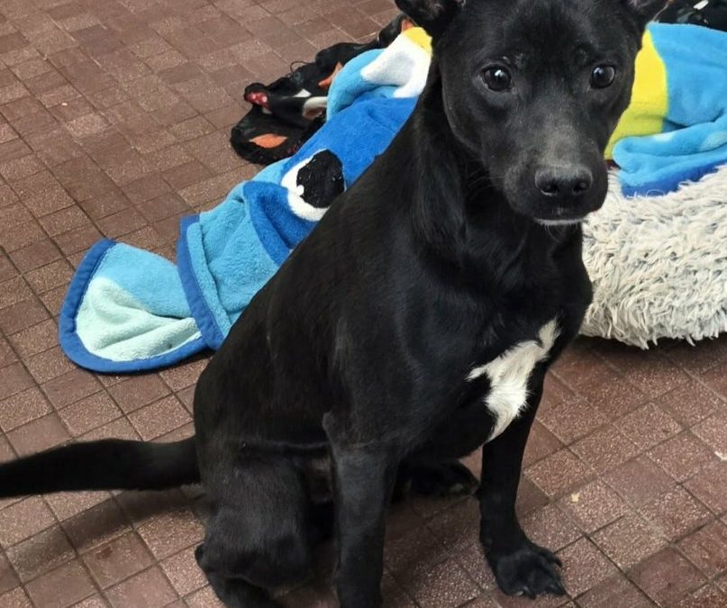 Unnamed Animal – CM 054-26