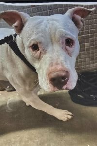 Unnamed Animal – CM 073-26