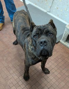 Unnamed Animal – CM 075-26