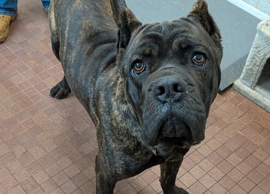 Unnamed Animal – CM 075-26