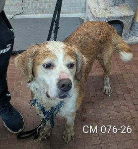 Unnamed Animal – CM 076-26