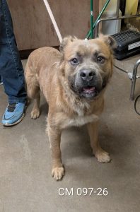 Unnamed Animal – CM 097-26