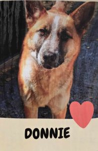 Unnamed Animal – CM 116-25