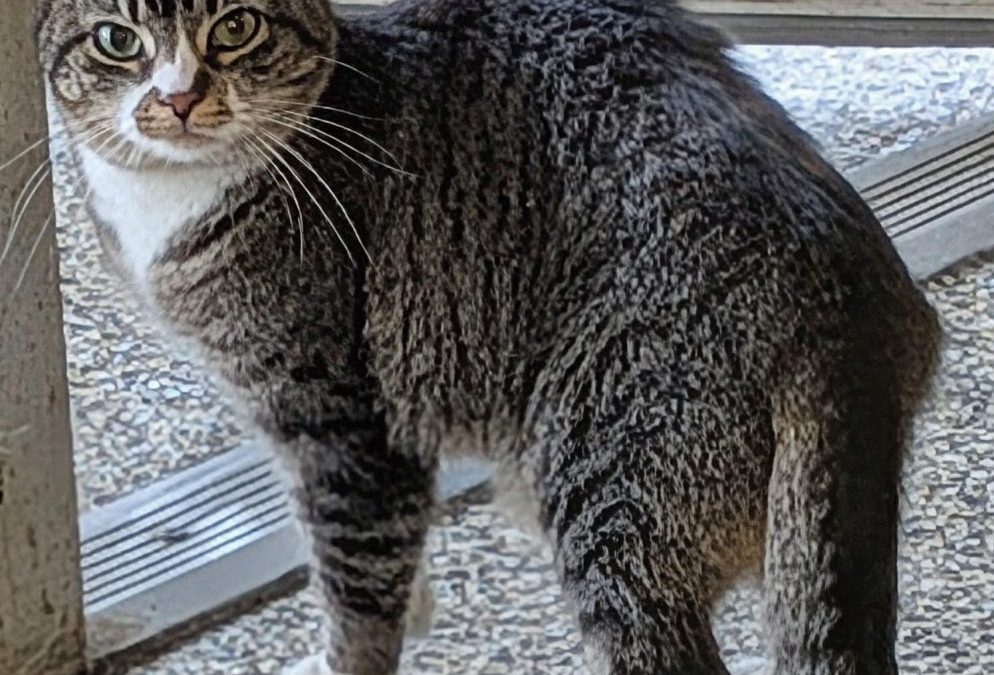 Unnamed Animal – FF 416-20