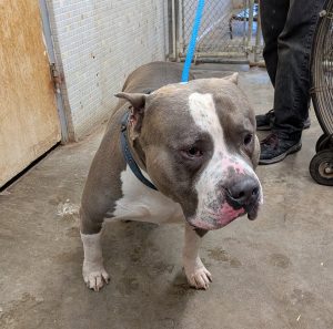 Unnamed Animal – CM 111-26