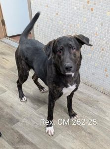 REX