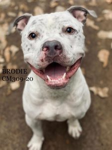 RODEY / BRODIE