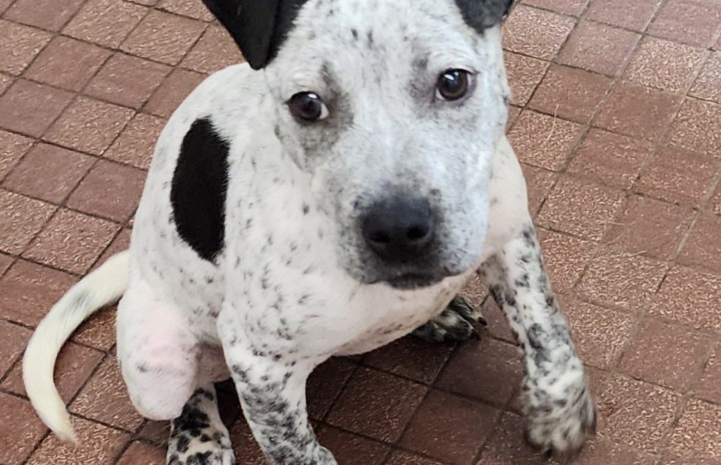 DOTTI