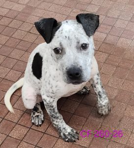 DOTTI