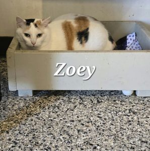 ZOEY