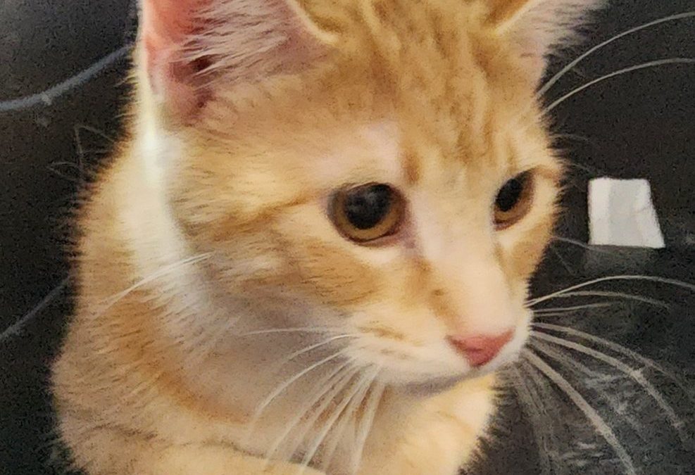 JERRY